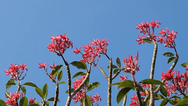 粉红色的花，鸡蛋花与蓝天视频素材