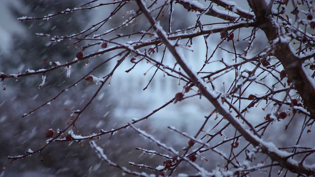 一棵树的树枝在暴风雪中的特写镜头视频素材