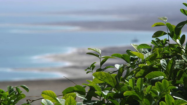 死海海岸线和树叶的免版税视频片段在以色列拍摄4k与红色。视频素材