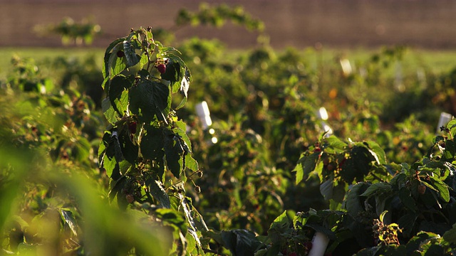 农田植物的特写镜头。视频素材