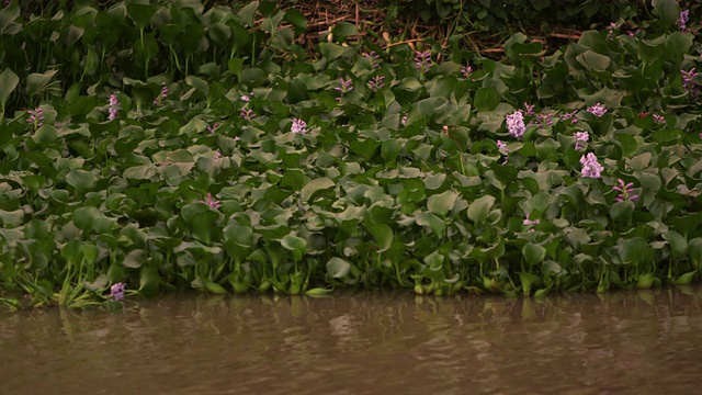 水生植物随水流摆动视频素材