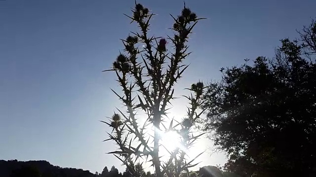 蓟在背光剪影与日落在田野与山在卡斯蒂拉曼查西班牙视频下载