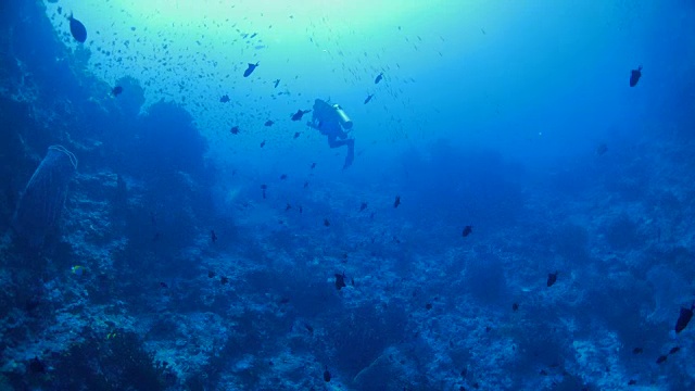 深海礁，水下，水肺潜水视频素材