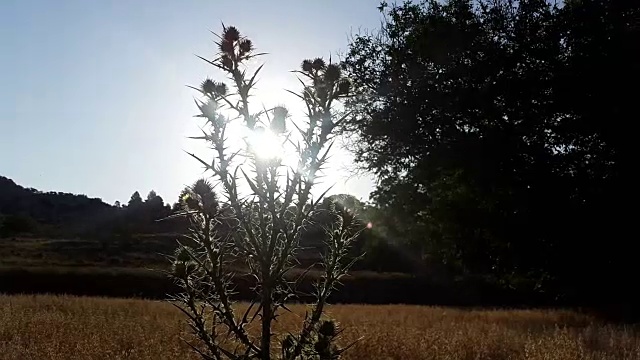 蓟在背光剪影与日落在田野与山在卡斯蒂拉曼查西班牙视频素材