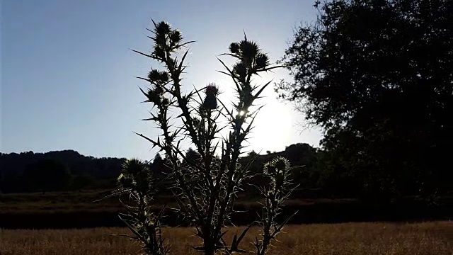 蓟在背光剪影与日落在田野与山在卡斯蒂拉曼查西班牙视频下载