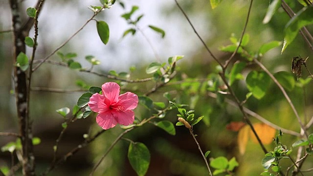 树上的粉色月季花视频素材