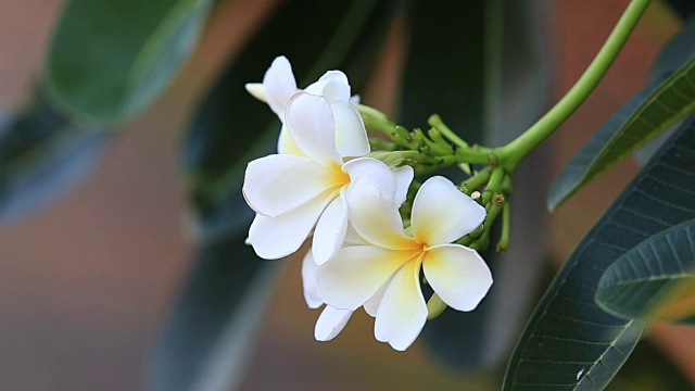 树上的鸡蛋花花束视频素材