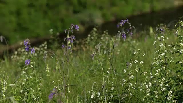 蓝色的野花在草地上视频素材