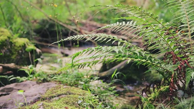 大自然中美丽的蕨类植物和流动的河流，让人放松视频素材