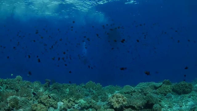 一大群扳机鱼聚集在海底的暗礁里视频素材