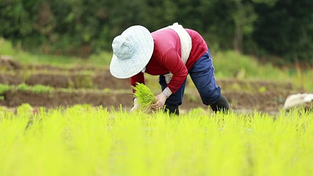 农民在稻田里种植水稻，慢镜头视频素材