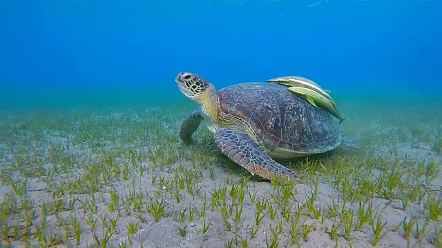 在海草床上吃草的绿海龟/ Marsa Alam视频素材