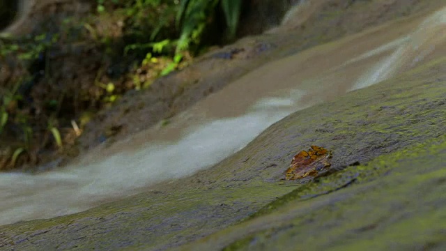 近距离接触自然界的流水。视频素材