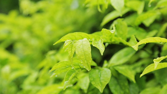 雨中的绿叶。视频素材