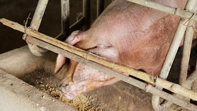 猪在农场吃饲料。视频素材