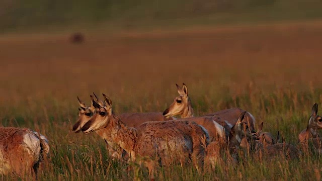 一群叉角羚(Antilocapra americana)与小鹿在日出时的合影视频素材