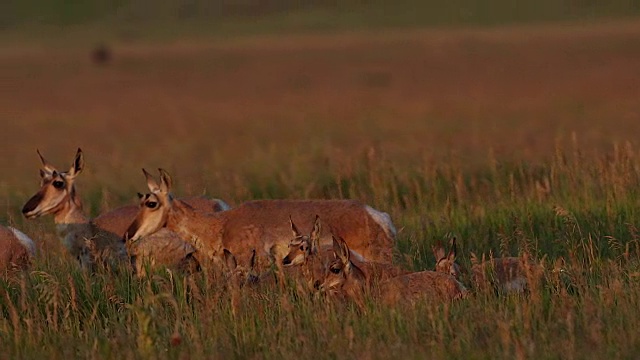 一群叉角羚(Antilocapra americana)与小鹿在日出时的合影视频素材