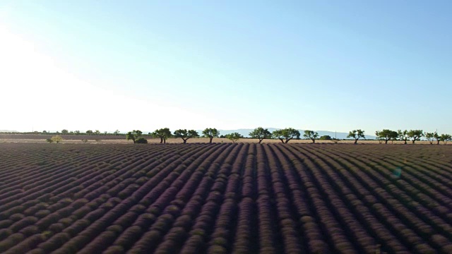 法国南部著名的薰衣草田鸟瞰图视频素材