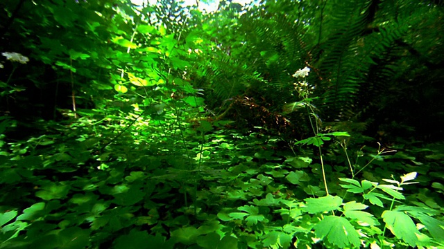 从热带雨林地面朝向阳光区/华盛顿奥林匹克国家公园的视角视频素材