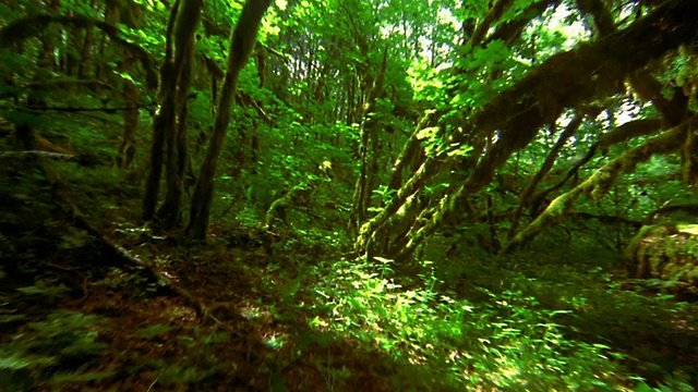 从茂密的雨林和苔藓树弯曲形成拱门的观点/奥林匹克Nat'l公园，华盛顿视频素材