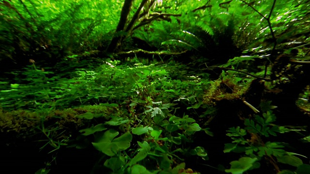 从茂密的雨林地面上的植物经过弯曲的苔藓树/奥林匹克纳特尔公园，华盛顿视频素材