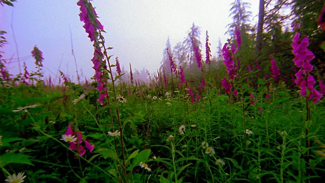 低视角通过深粉色的毛地黄野花+雏菊草地/松树的背景/俄勒冈视频素材