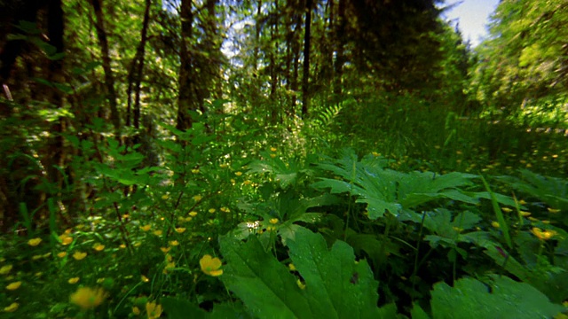 低视角的森林地面与植物+黄花松树在背景/俄勒冈视频素材