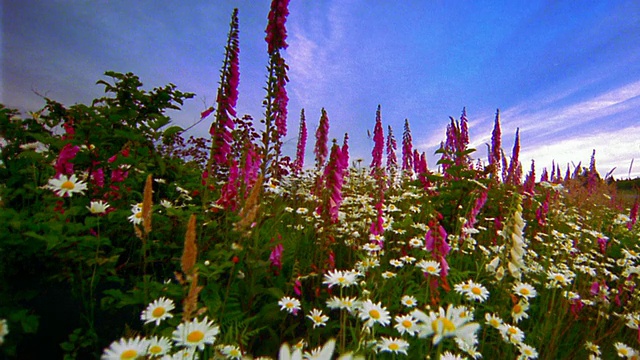 低视角通过田野的雏菊+深粉色毛地黄野花在山区草地/俄勒冈州视频素材