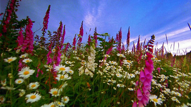 低视角通过田野的雏菊+深粉色毛地黄野花在山区草地/俄勒冈州视频素材