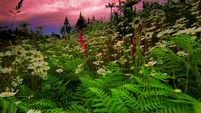 低视角的雏菊+深粉色地黄花草地/松树+粉色天空的背景/俄勒冈州视频素材