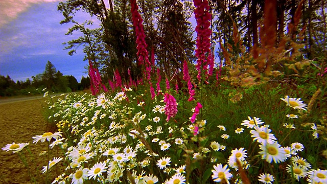 低视角的田野雏菊+深粉色地黄野花/树在背景/俄勒冈视频素材