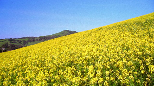 PAN黄色，花覆盖的山坡到耕地/绿色的山丘在背景/纳帕谷，加州视频素材