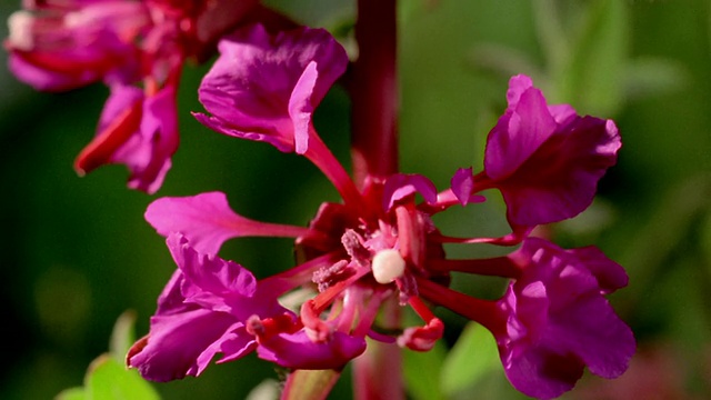 近距离的时间流逝粉红色的花盛开/叶子+其他花在背景视频素材