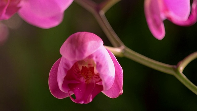 近距离的时间流逝粉红色兰花盛开/其他花在背景视频素材