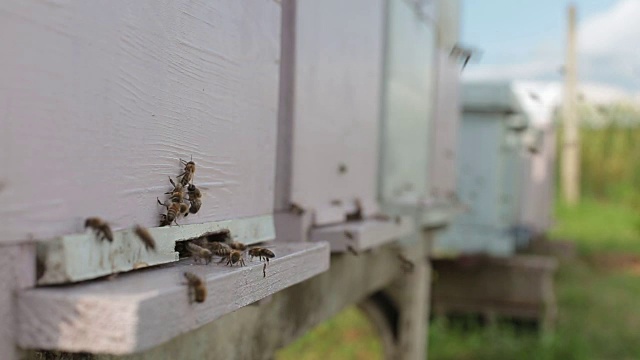 在户外蜂巢里工作的蜜蜂视频素材