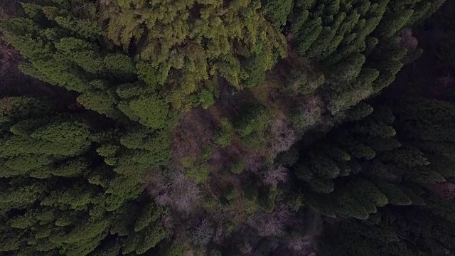 日本富山市森林的航拍镜头视频素材