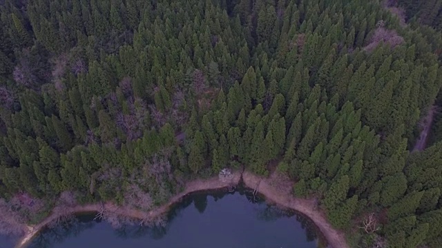 日本富山市森林的航拍镜头视频素材