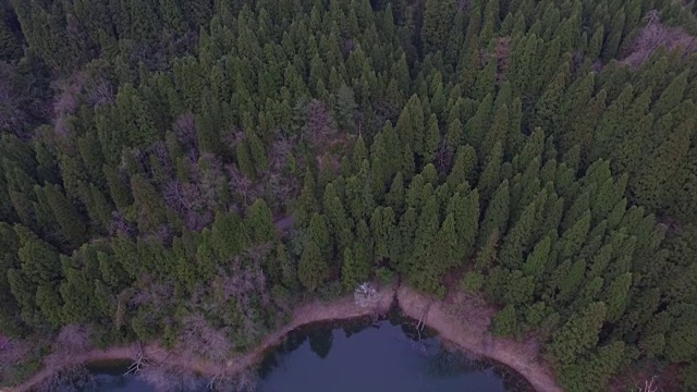 日本富山市森林的航拍镜头视频素材