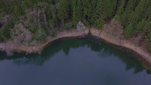 日本富山市森林的航拍镜头视频素材