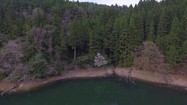 日本富山市森林的航拍镜头视频素材