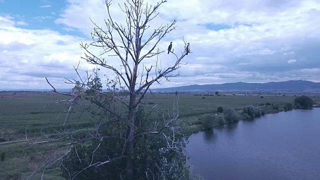 枯树上的鸬鹚视频素材