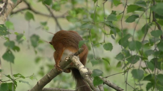 “红松鼠，寻常sciurus，成年挠痒，梳理毛发，法国奥弗涅，实时报道”视频素材