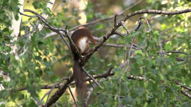 “红松鼠，寻常sciurus，成年挠痒，梳理毛发，法国奥弗涅，实时报道”视频素材