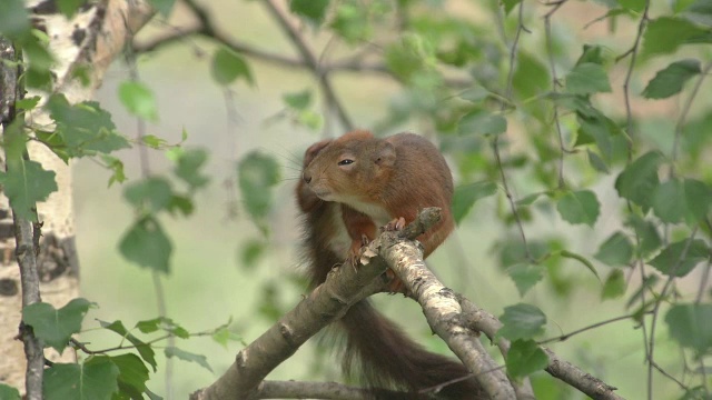 “红松鼠，寻常sciurus，成年挠痒，梳理毛发，法国奥弗涅，实时报道”视频素材