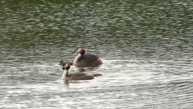 “大冠毛鸊鸱，podiceps cristatus，与池塘上的幼鸟配对，在法国东南部的Dombes，实时拍摄”视频素材