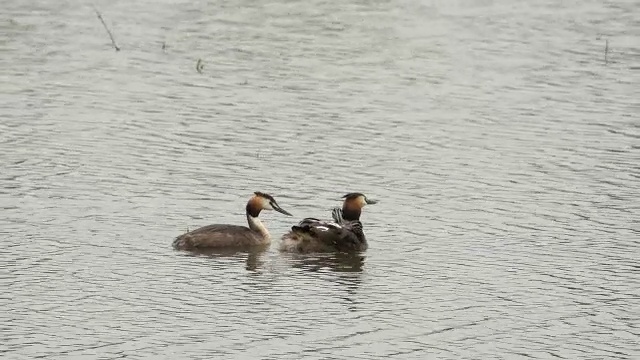 “大冠毛鸊鹚，podiceps cristatus，池塘上成对喂养的雏鸟，成年鸊鹚背上驮着幼鸟，在法国东南部的圆顶，实时拍摄”视频素材