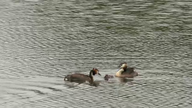 “大冠毛鸊鹚，podiceps cristatus，池塘上成对喂养的雏鸟，成年鸊鹚背上驮着幼鸟，在法国东南部的圆顶，实时拍摄”视频素材