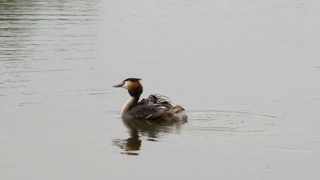 “大冠毛鸊鸱，podiceps cristatus，池塘上有雏鸟的成虫，背上有雏鸟的成虫，法国东南部的Dombes，实时报道”视频素材