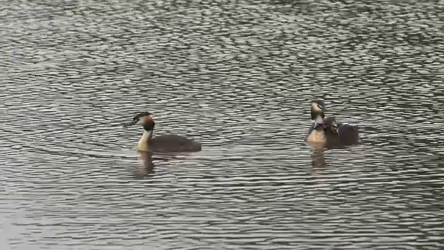 “大冠毛鸊鸱，podiceps cristatus，与池塘上的幼鸟配对，在法国东南部的Dombes，实时拍摄”视频素材