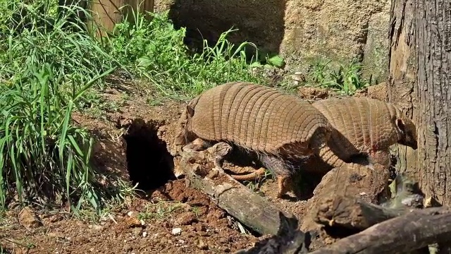 “黄色或六边犰狳，euphractus sexcinctus，两人实时站在洞穴入口”视频素材